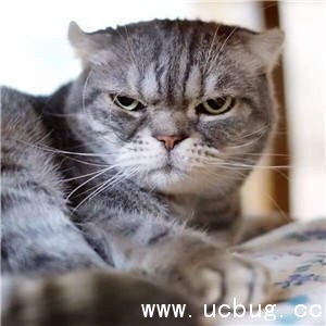 抖音社会猫图片大全 非常火的社会猫高清图片分享