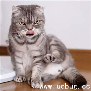 抖音社会猫图片大全 非常火的社会猫高清图片分享