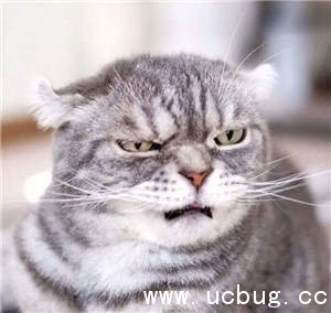 抖音社会猫图片大全 非常火的社会猫高清图片分享